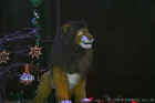 Animal Kingdom Lion King 2005-006.jpg (138989 bytes)