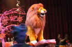Animal Kingdom Lion King 2005-008.jpg (137711 bytes)