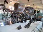 New York Natural History Museum 37.jpg (159370 bytes)
