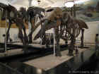 New York Natural History Museum 42.jpg (120324 bytes)