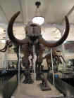 New York Natural History Museum 43.jpg (115306 bytes)