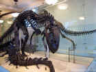 New York Natural History Museum 49.jpg (138760 bytes)