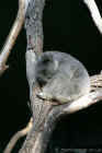Taronga Zoo Sydney 006.jpg (108280 bytes)