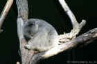 Taronga Zoo Sydney 007.jpg (99620 bytes)