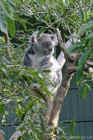 Taronga Zoo Sydney 009.jpg (153157 bytes)