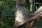 Taronga Zoo Sydney 011.jpg (137456 bytes)