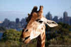 Taronga Zoo Sydney 025.jpg (74749 bytes)