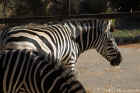 Taronga Zoo Sydney 027.jpg (132316 bytes)