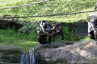 Taronga Zoo Sydney 035.jpg (195199 bytes)