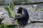 Taronga Zoo Sydney 040.jpg (149558 bytes)