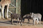 Taronga Zoo Sydney 048.jpg (136952 bytes)