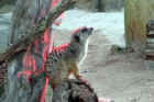 Taronga Zoo Sydney 063.jpg (126375 bytes)