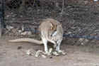 Taronga Zoo Sydney 092.jpg (162776 bytes)