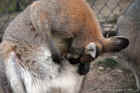 Taronga Zoo Sydney 094.jpg (161247 bytes)