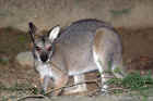 Taronga Zoo Sydney 096.jpg (116944 bytes)