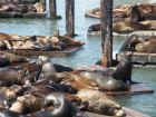 Fishermans Wharf Seals 01.jpg (165770 bytes)