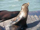 Fishermans Wharf Seals 02.jpg (131667 bytes)