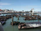 Fishermans Wharf Seals 03.jpg (137216 bytes)