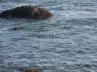 Pacific Coast Highway Otter 01.JPG (220386 bytes)