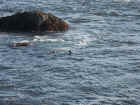 Pacific Coast Highway Otter 03.JPG (198101 bytes)